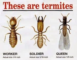feluri de termite